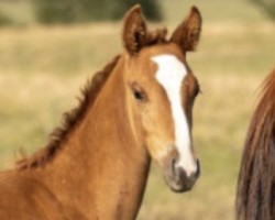 foal by Frost THC (German Sport Horse, 2024, from Farbenspiel)