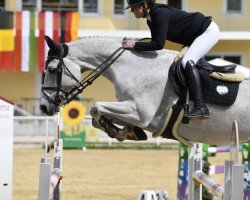 jumper Once In A Life Time (Belgian Warmblood, 2014, from Andiamo)