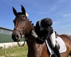 jumper Great Contendro B (Oldenburg show jumper, 2018, from Contendro I)