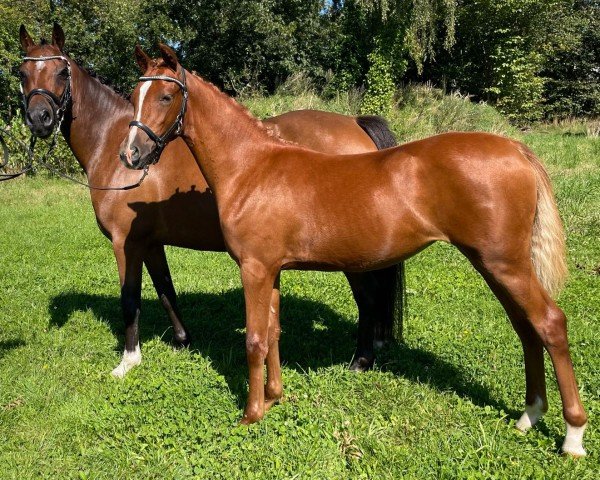 foal by Lunds Dolce Vita (Danish Reitpony, 2024, from Nørlunds Didrik)