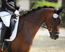 dressage horse Nadira 33 (German Sport Horse, 2013, from Lingh)