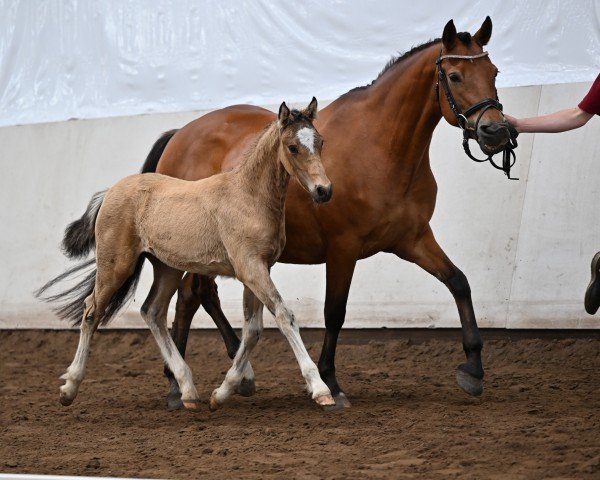 Zuchtstute Palina (Deutsches Reitpony, 2009, von FS Chicago)