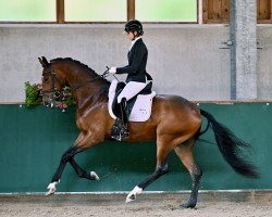 dressage horse Fido 22 (Westphalian, 2021, from Fürst Belissaro)