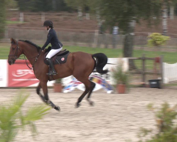 Reitturnier Westergellersen 2024