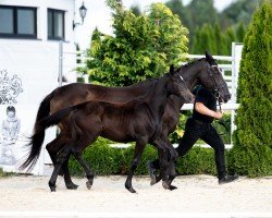 foal by Bihohen (Hanoverian, 2024, from Pr.H. Bingo Boy)