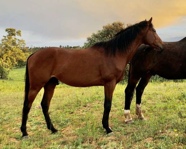 stallion Le Fantomas xx (Thoroughbred, 2019, from Isfahan xx)