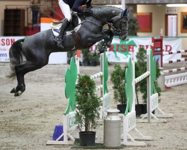 jumper Cornerado VDL (KWPN (Royal Dutch Sporthorse), 2016, from Cornet Obolensky)