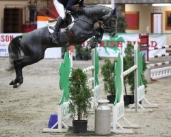 jumper Cornerado VDL (KWPN (Royal Dutch Sporthorse), 2016, from Cornet Obolensky)