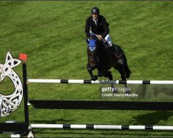 jumper Ganturano (KWPN (Royal Dutch Sporthorse), 2011, from Canturano I)