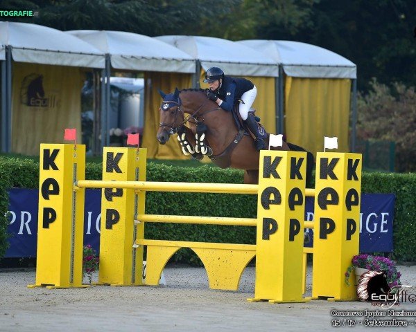 jumper Lente D'Orlandaise (KWPN (Royal Dutch Sporthorse), 2016, from Arezzo VDL)