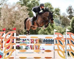 jumper Captain Colombo 2 (German Sport Horse, 2012, from Clooney)