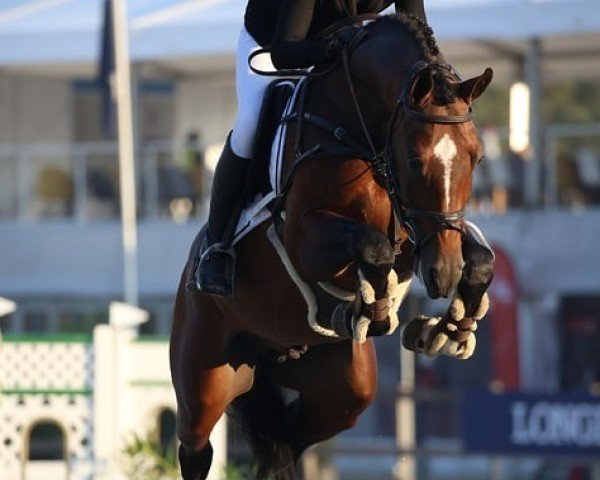 stallion Hamlet Cooper (KWPN (Royal Dutch Sporthorse), 2012, from Casall Ask)