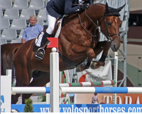 Deckhengst Rock du Val Tibermont (Belgium Sporthorse, 2001, von Kashmir van't Schuttershof)