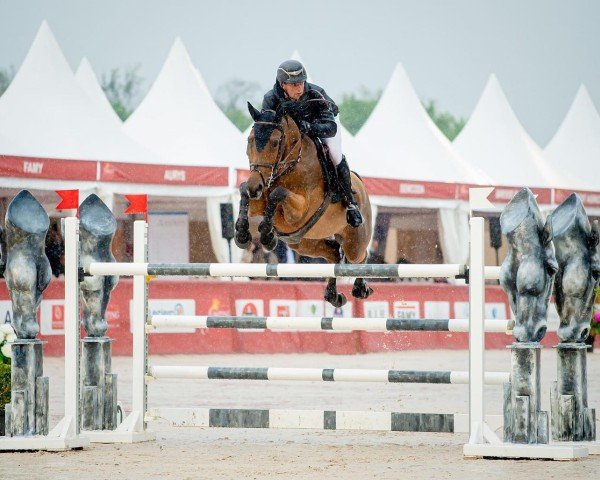 Springpferd Cartouche vd Cumel Z (Zangersheide Reitpferd, 2013, von Contador)