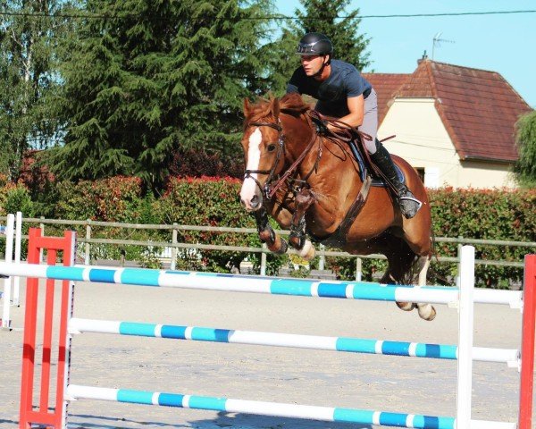 jumper Carthago de La Bresse (Selle Français, 2012, from Lando)