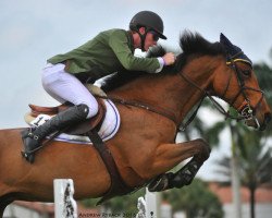 jumper Ridley (Canadian Warmblood, 2006, from Ustinov)