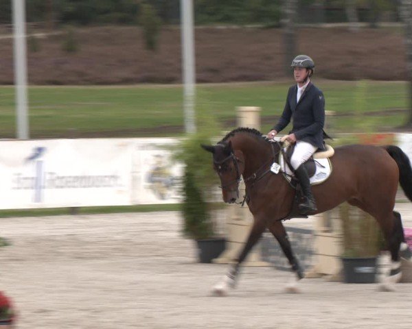Reitturnier Westergellersen 2024