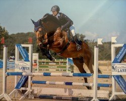 jumper Amyr 2 (Hanoverian, 2019)