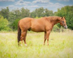 horse Peppy (Quarter Horse, 2015)