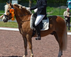 dressage horse Watson SCH (6,93% ox) (Edelbluthaflinger, 2014, from Wallstreet (2,34% ox))