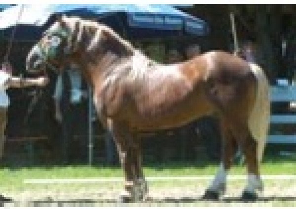 stallion Scharun v. Oberland (South German draft horse, 1992, from Schoenach)