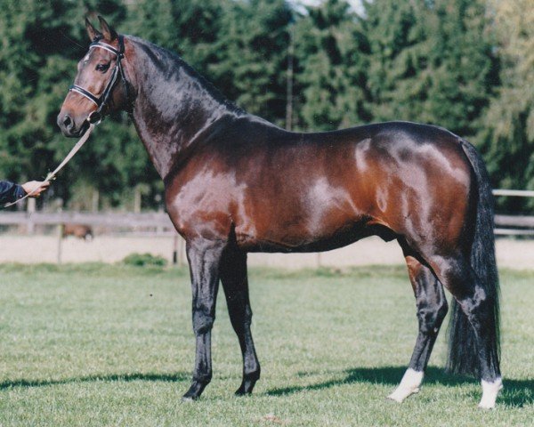 Deckhengst Shardon (Nederlands Rijpaarden en Pony, 1989, von Saros xx)