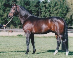 stallion Shardon (Nederlands Rijpaarden en Pony, 1989, from Saros xx)