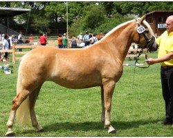 broodmare Miss Schmid SCH (2,93% ox) (Edelbluthaflinger, 2016, from Barolo)