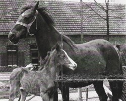 Zuchtstute Tamyra (Arabisches Halbblut / Partbred,  , von Ismaël ox)