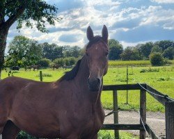 dressage horse Veniziana (Westphalian, 2021)