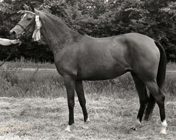 broodmare Cherina (Nederlands Rijpaarden en Pony, 1984, from Nut ox)