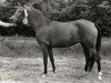 broodmare Cherina (Nederlands Rijpaarden en Pony, 1984, from Nut ox)