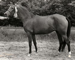 Zuchtstute Cherina (Nederlands Rijpaarden en Pony, 1984, von Nut ox)