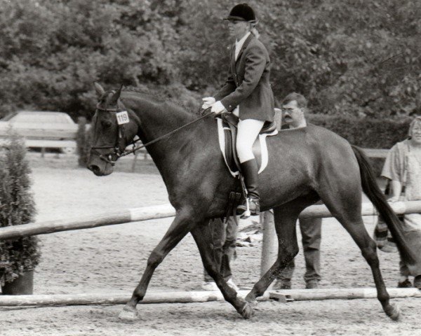 broodmare Carolaine (Nederlands Rijpaarden en Pony, 1991, from Saros xx)