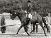 broodmare Carolaine (Nederlands Rijpaarden en Pony, 1991, from Saros xx)