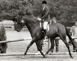 broodmare Carolaine (Nederlands Rijpaarden en Pony, 1991, from Saros xx)