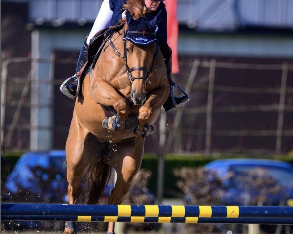 jumper It's Me Coeur Volant (Selle Français, 2018, from Casall)