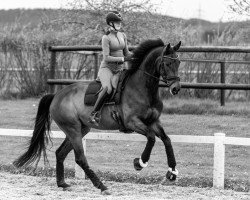 dressage horse Sydney Hb (Hanoverian, 2018, from Secret)