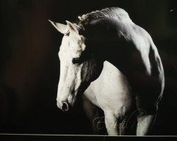 horse Capri 33 (German Warmblood, 1994, from Charming Boy 18)