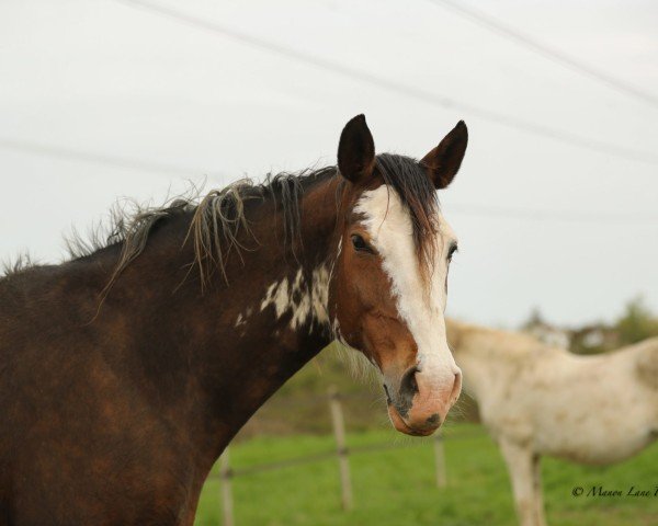 Springpferd Aikita des Frimonts (Belgium Sporthorse, 2006, von Cartier 187 FIN)