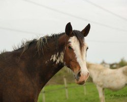 jumper Aikita des Frimonts (Belgium Sporthorse, 2006, from Cartier 187 FIN)