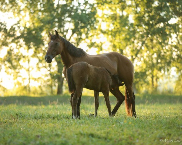 broodmare Plume de Bacon (Selle Français, 2003, from Fergar Mail)