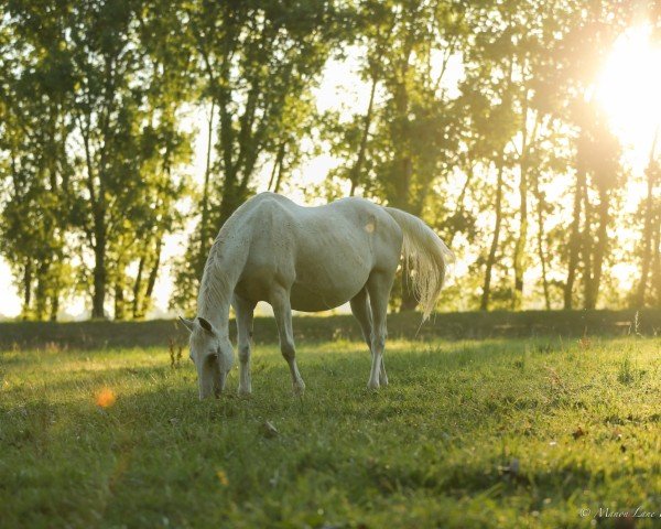 broodmare Laika de Bacon AA (Anglo-Arabs, 1999, from Quercus du Maury AA)