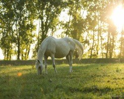 broodmare Laika de Bacon AA (Anglo-Arabs, 1999, from Quercus du Maury AA)