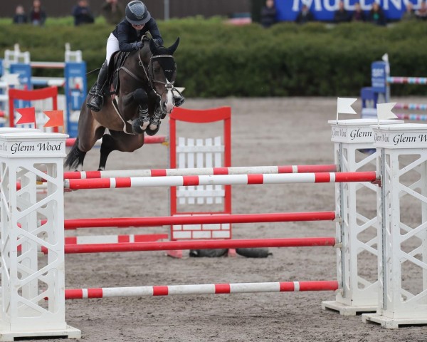 jumper Ivan (KWPN (Royal Dutch Sporthorse), 2013, from Namelus R)