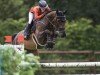 Springpferd Thomascourt Victor (Irish Sport Horse, 2017, von Verdi)