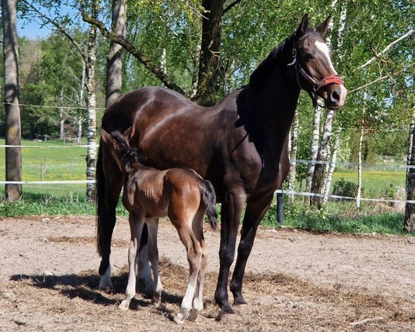 broodmare Australia I (Holsteiner, 2008, from Chambertin)