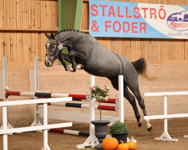 jumper Bendigo (Swedish Warmblood, 2020, from Bravour)