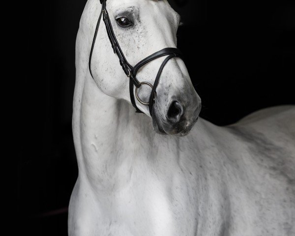 stallion Bravour (KWPN (Royal Dutch Sporthorse), 2006, from Cornet Obolensky)