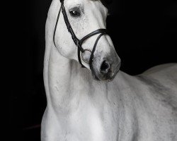 stallion Bravour (KWPN (Royal Dutch Sporthorse), 2006, from Cornet Obolensky)